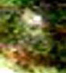 Butler_Avatar