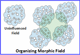 Organizing-Morphic-Field